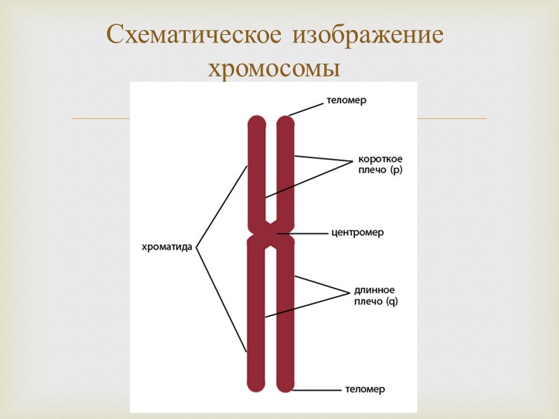 Схематическое изображение хромосомы